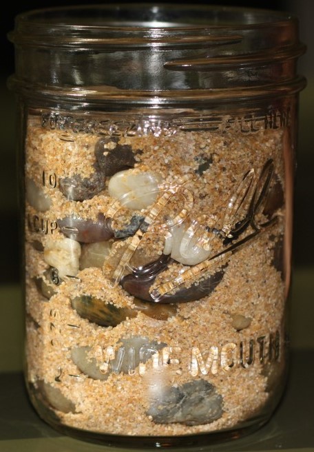 Rocks in a jar - Copy